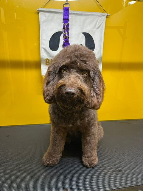 image of a cocker spaniel