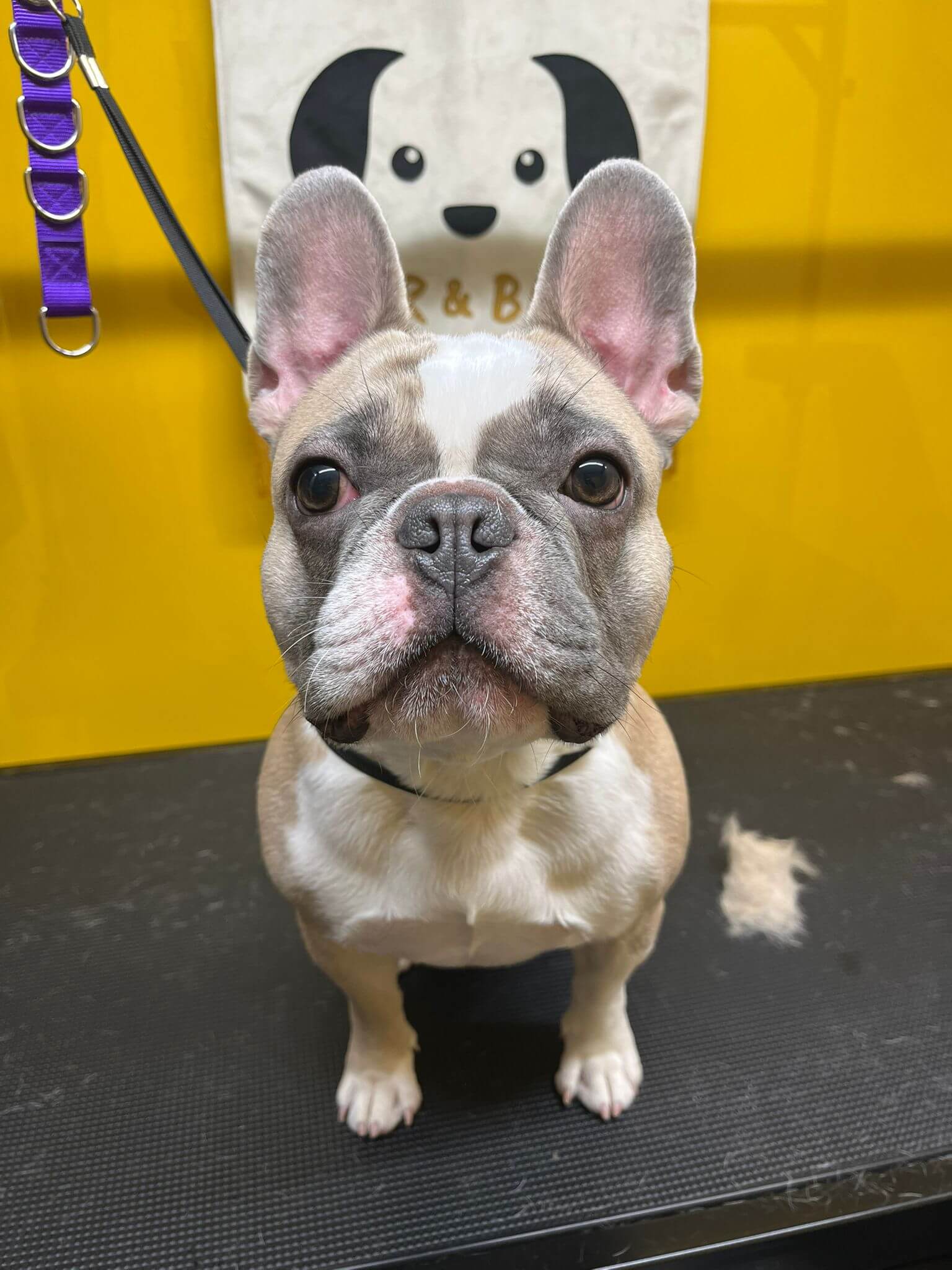 image of a french bulldog