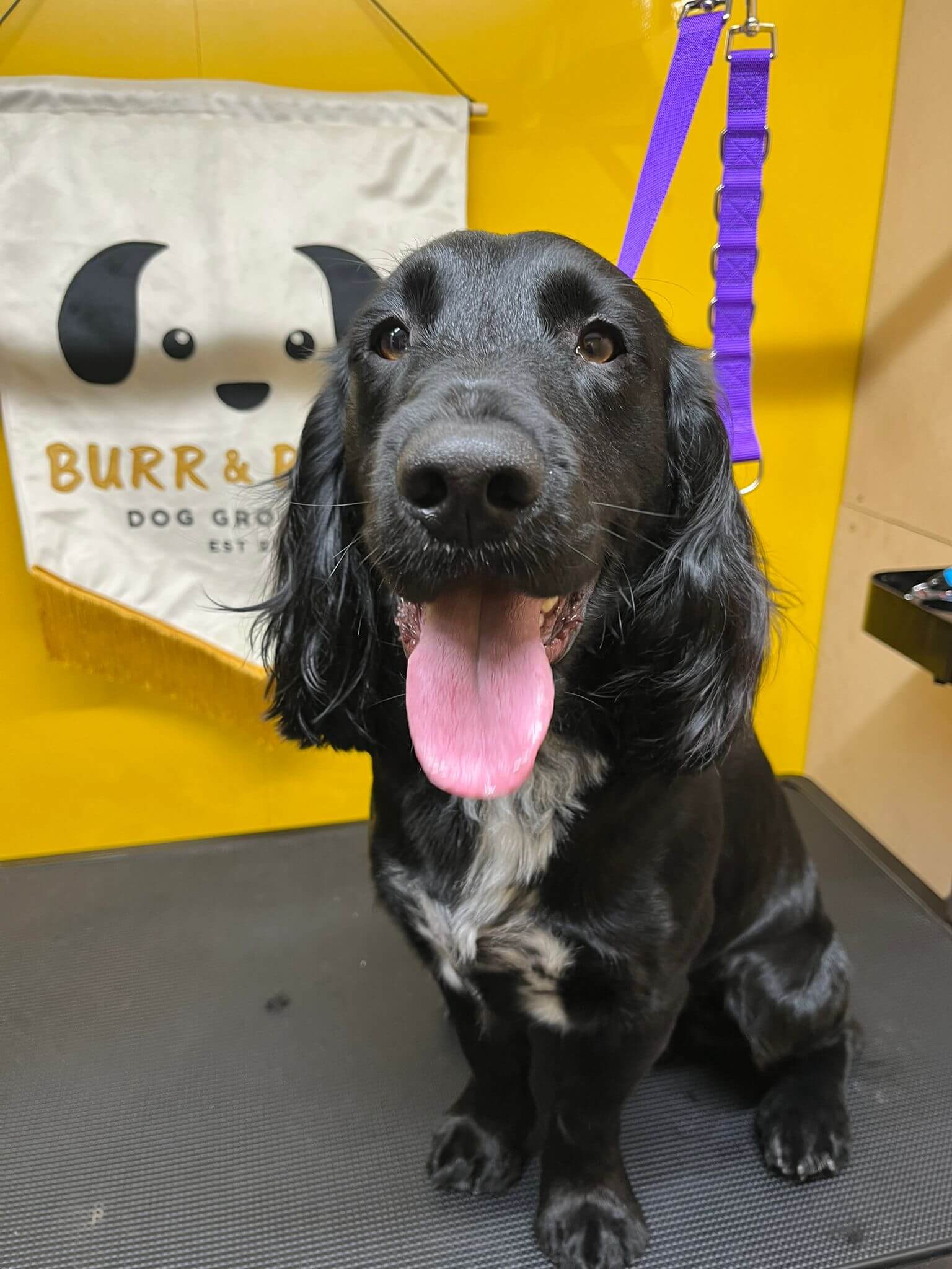 image of a cocker spaniel