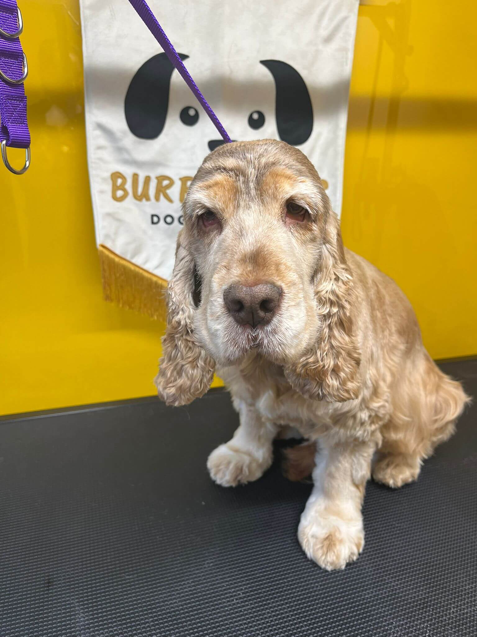 image of a cocker spaniel