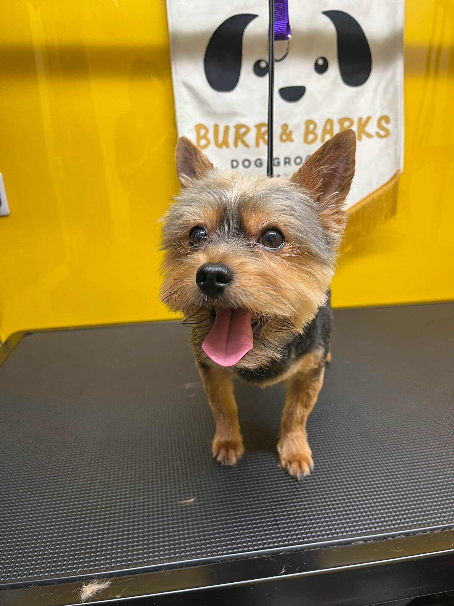 image of a yorkshire terrier