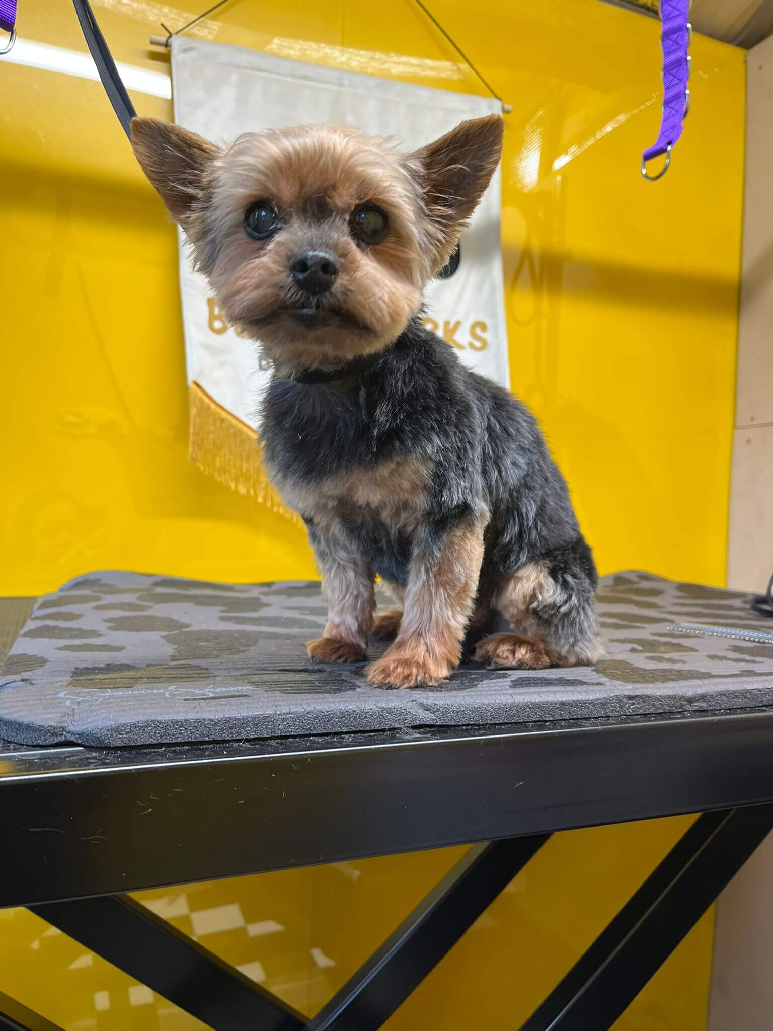 image of a yorkshire terrier